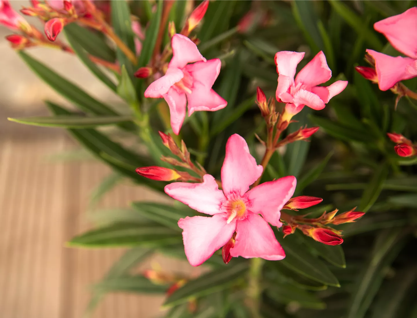 Mediterrane Pflanzen Auf Der Terrasse GartenBaumschule