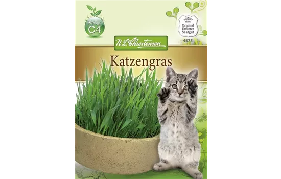 Katzengrassamen