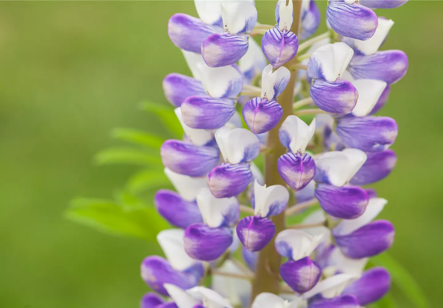 Die Lupine ist eine beliebte Sommerstaude