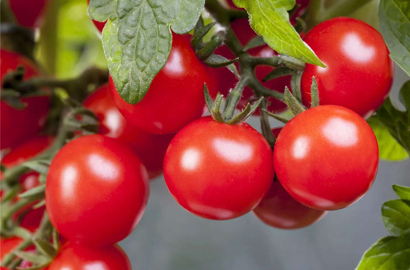 Cherrytomaten sind wie gemacht für den Tomatenrausch