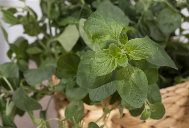 Oregano gehört zu den beliebtesten mediterranen Kräutern