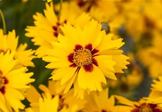 Coreopsis lanceolata 'Sterntaler'