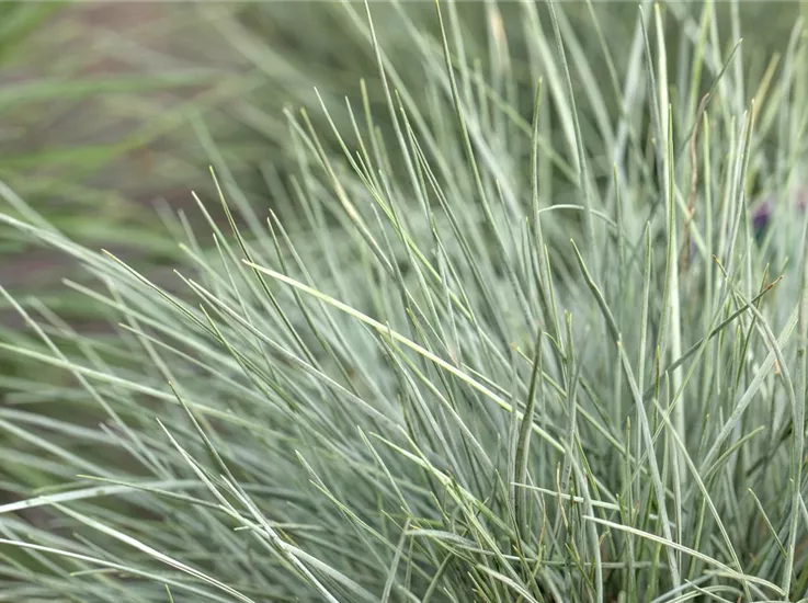 Festuca glauca