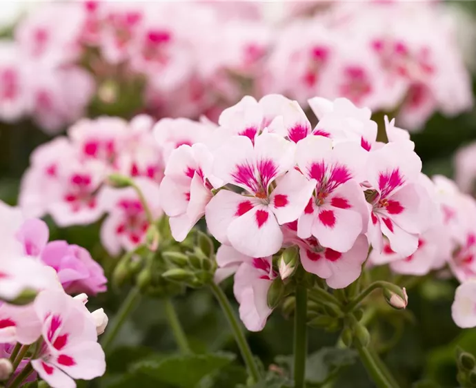 Pelargonium interspecific 'Sarita'