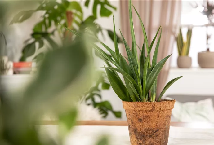 Sansevieria kirkii 'Friends'