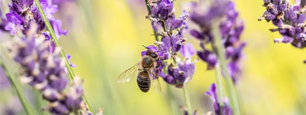 Biene an Lavendel (GS670444.jpg)