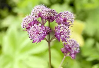 Astrantia major 'Primadonna'