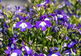 Lobelia erinus, violett-weiß